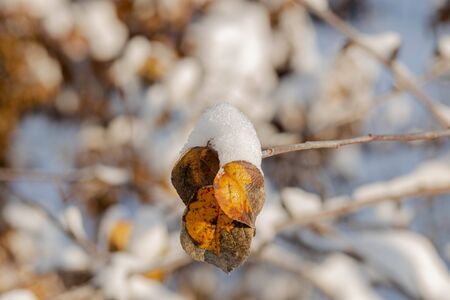 Close up view of snow covered bushes. Beautiful winter scape view.の写真素材