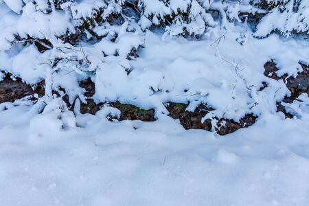 Beautiful view of bushes covered with white snow. Beautiful winter backgrounds.の写真素材