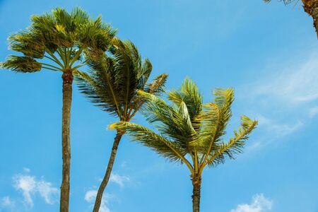 Gorgeous view of green palm trees on blue sky background. Beautiful nature backgrounds.の写真素材