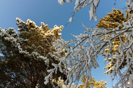 Gorgeous view of snow covered tree top on blue sky background. Beautiful winter scape view.の写真素材