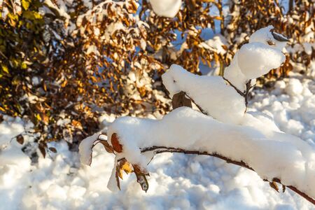 Gorgeous winter view. Snowy trees in winter. Winter day. Beautiful winter background.の写真素材