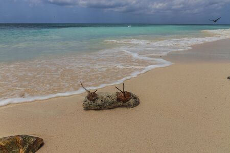 Amazing beauty Caribbean sea beach. Aruba island. Beautiful nature background.の写真素材