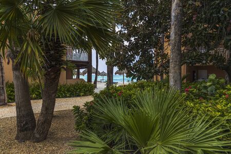 Wonderful green plants. White sand beach, blue sun beds and umbrellas. Nature landscape of Aruba Island. Nice green background.の写真素材