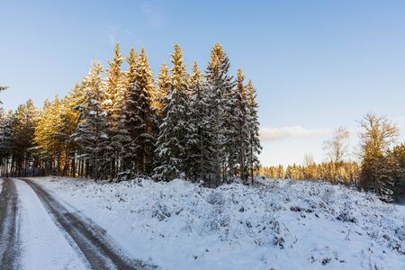 Beautiful view of winter scape. Country road in snow forest. Beautiful nature winter background.の写真素材
