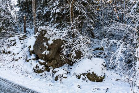 Gorgeous winter view. Snowy trees in winter. Winter day. Beautiful winter background.の写真素材