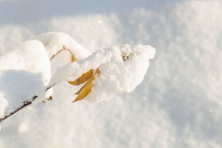 Close up view of snow covered bushes. Beautiful winter scape view.の写真素材