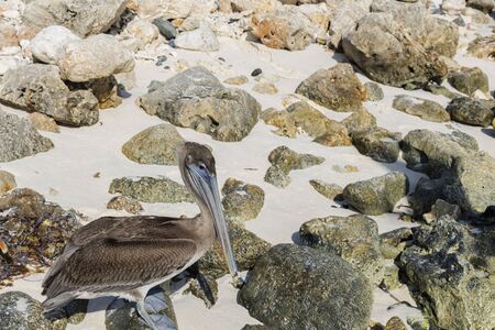 Pelican sitting on rock. Turquoise water and blue sky background. Caribbean. Aruba. Amazing nature background.の写真素材