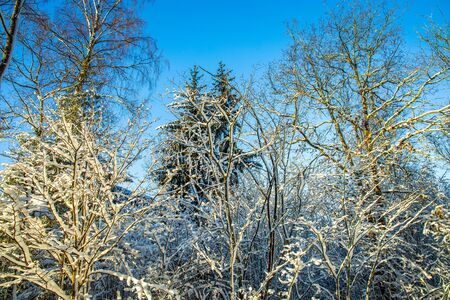 Gorgeous view of snow covered trees top on blue sky background. Beautiful winter scape view.の写真素材