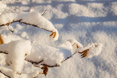 Close up view of snow covered bushes. Beautiful winter scape view.の写真素材