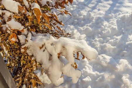 Gorgeous winter view. Snowy trees in winter. Winter day. Beautiful winter background.の写真素材