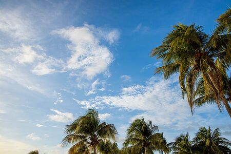Beautiful view of green palm trees on blue sky background Curacao island. Gorgeous nature landscape background.の写真素材