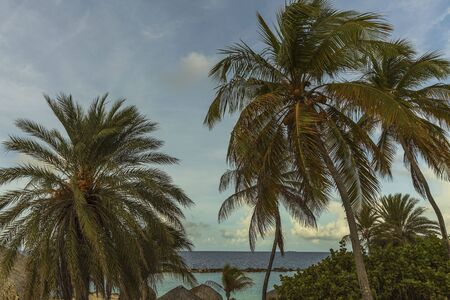 Beautiful view of green palm trees and sea on blue sky with white clouds background. Curacao island. Gorgeous nature landscape background.の写真素材