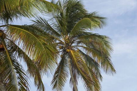 View of mature coconut fruits on tree from below .. Green palm trees on coast line. Amazing sky white clouds and endless skyline. Curacao island. Gorgeous nature landscape background.の写真素材