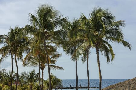 Gorgeous tropical landscape view. Green palm trees and plants on coast line. Amazing turquoise water and endless skyline. Curacao island. Gorgeous nature landscape background.の写真素材