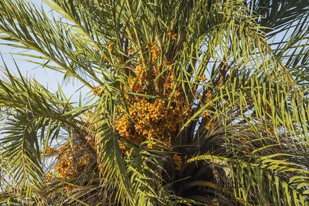 View of date palm on tree from below .. Green palm trees on coast line. Amazing sky white clouds and endless skyline. Curacao island. Gorgeous nature landscape background.の写真素材