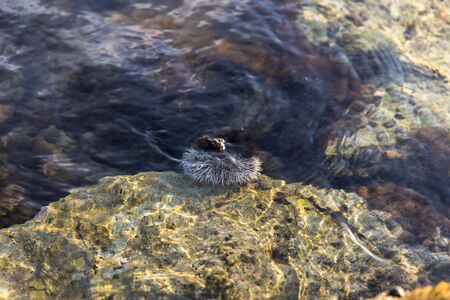 Gorgeous close up view of sea creature on big stone in water. Beautiful nature backgrounds.の写真素材