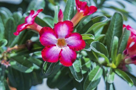 Lovely blooming pink flower on green leaves background. Colorful nature background.の写真素材