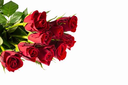 Gorgeous red roses close up view isolated. Beautiful backgrounds. Red Roses backgrounds. Valentine day backgrounds. Postcard.の写真素材