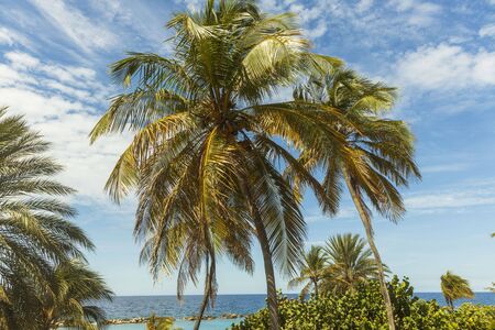 Gorgeous tropical landscape view. Green palm trees and plants on coast line. Amazing turquoise water and endless skyline. Curacao island.の写真素材