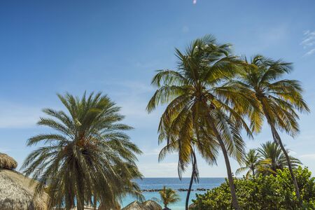 Gorgeous tropical landscape view. Green palm trees and plants on coast line. Amazing turquoise water and endless skyline. Curacao island.の写真素材