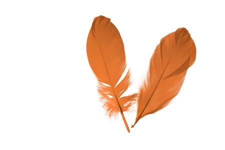 Close up view of orange feathers isolated on white background. Beautiful colorful backgrounds.の写真素材