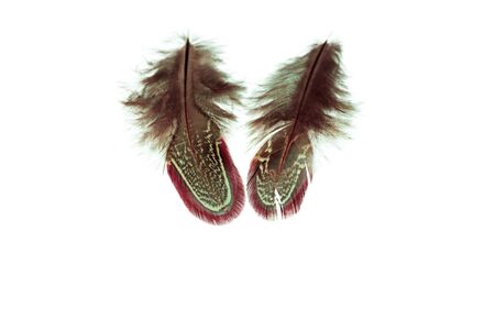 Close up view of different color feathers isolated on white background. Beautiful colorful backgrounds.の写真素材