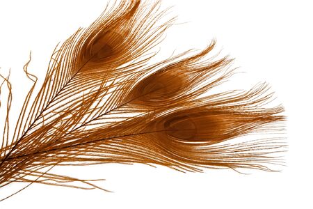 Close up view of colorful peacock feathers isolated. Beautiful backgrounds.の写真素材