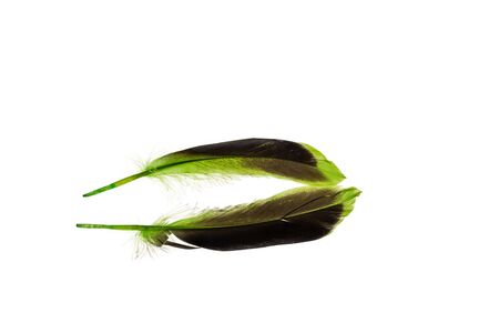 Close up view of different color feathers isolated on white background. Beautiful colorful backgrounds.の写真素材