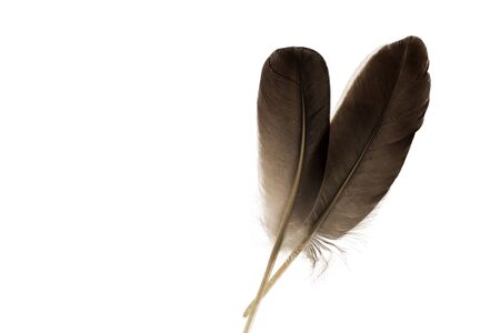 Close up view of different color feathers isolated on white background. Beautiful colorful backgrounds.の写真素材