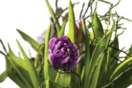 Gorgeous pink tulip with green leaves isolated on white background. Valentine day backgrounds. Postcard.の写真素材