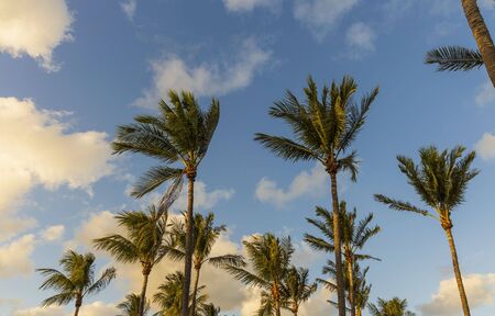 Gorgeous tropical landscape view. View of green palm trees on blue sky background Miami south beach. Gorgeous nature landscape background.の写真素材