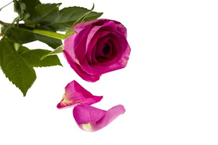 Gorgeous pink rose close up view isolated. Beautiful backgrounds. Red Roses backgrounds. Valentine day backgroundsの写真素材