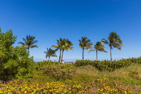 Gorgeous tropical landscape view. Green palm trees and plants on coast line on blue sky background Miami south beach. Gorgeous nature landscape background.の写真素材