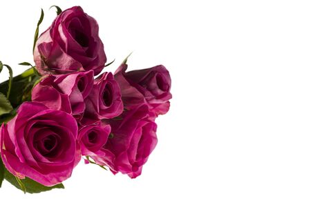Gorgeous pink roses close up view isolated on white background. Beautiful backgrounds. Valentine day backgrounds. Postcard.の写真素材