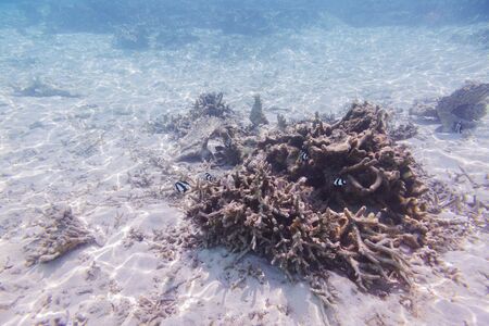 Amazing underwater world view. Blue water, white sand and dead coral reefs of Indian Ocean. Snorkeling. Maldives.の写真素材