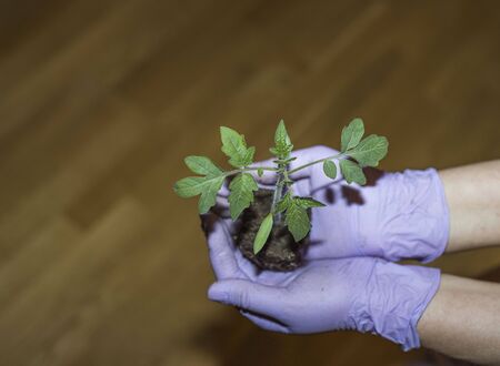 Close up view of female hands in purple gloves holding tomato plant. Garden concept. Organic food concept,の写真素材