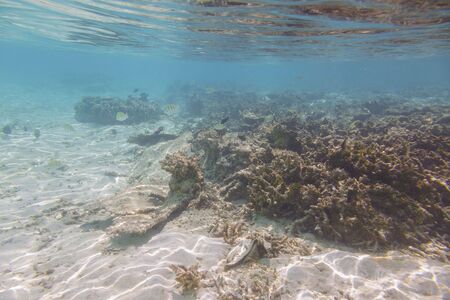 Beautiful underwater view during snorkeling. Maldives, Indian Ocean. Beautiful nature background.の写真素材