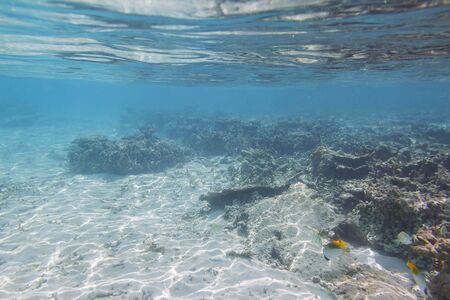 Beautiful underwater view during snorkeling. Maldives, Indian Ocean. Beautiful nature background.の写真素材