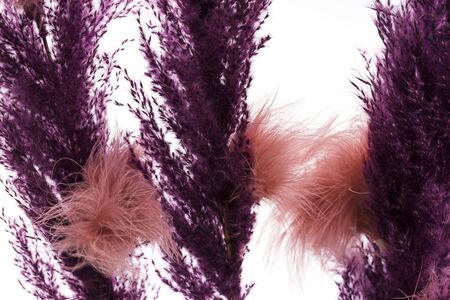 ?lose up view of dry purple colored decorative twigs. Beautiful purple backgrounds.の写真素材