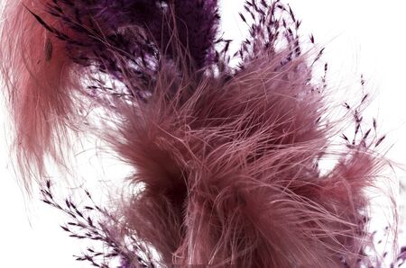 ?lose up view of dry purple colored decorative twigs isolated on white background. Beautiful purple backgrounds.の写真素材