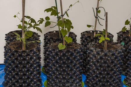 Growing tomatoes and cucumbers to air-pots plants indoors before season. Preparation to summer season in garden. Vegetables concept.の写真素材