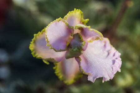 Top view of a gorgeous violets flower isolated on background. Beautiful nature backgrounds.の写真素材