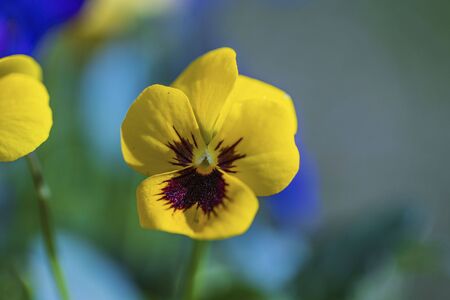 Beautiful view of flowers pansies isolated on background. Gorgeous nature backgrounds.の写真素材