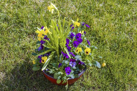 Beautiful view of flowers pansies isolated on green grass background. Gorgeous nature backgrounds.の写真素材