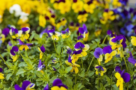 Beautiful view of flowers pansies isolated on background. Gorgeous nature backgrounds.の写真素材