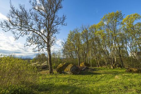 Gorgeous nature landscape view on spring day. Young green grass field and trees on blue sky with white clouds background. Scandinavian countryside.の写真素材