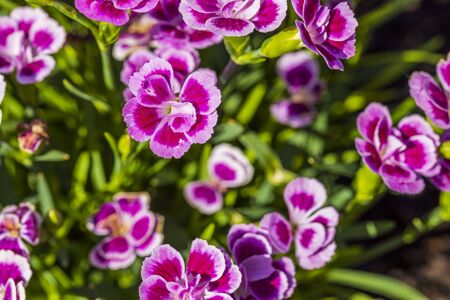 Close up view of pink dianthus on background. Beautiful backgrounds. Postcard.の写真素材