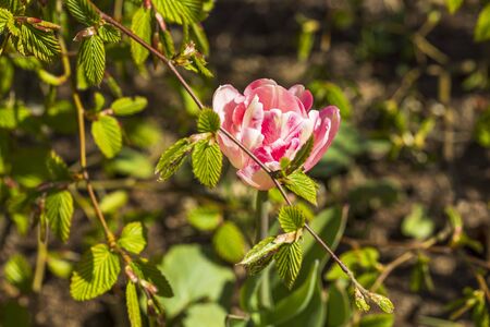 Close up view of flower tulip isolated on background. Gorgeous nature backgrounds.の写真素材