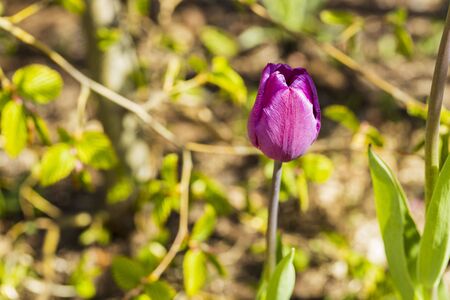 Close up view of flower tulip isolated on background. Gorgeous nature backgrounds.の写真素材