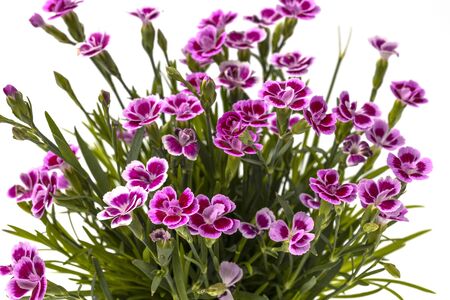 Gorgeous pink colorful dianthus close up view isolated on background. Beautiful backgrounds.の写真素材